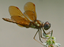 Eastern Amberwing